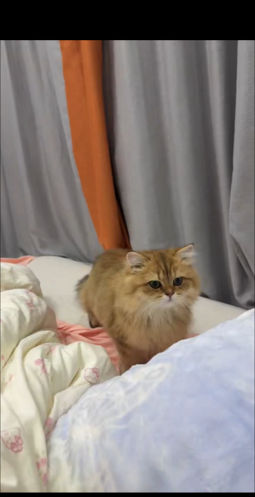 肥臀bbw